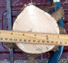 Growth Rings showing 1/2 inch growth per year